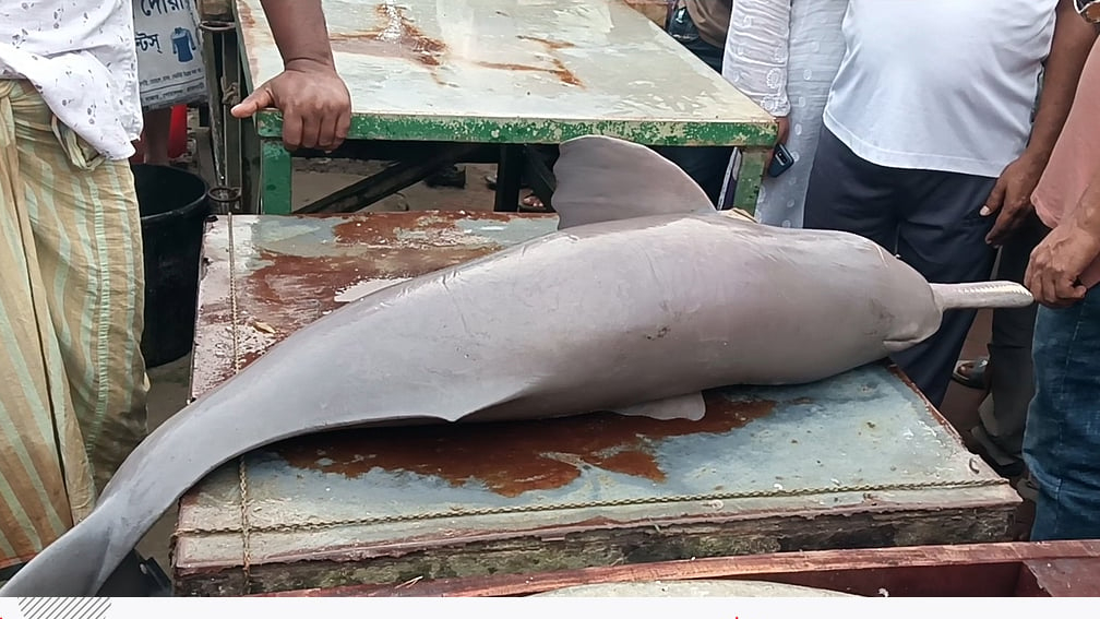 পদ্মার জলে বিপন্ন শুশুক ও বাগাড় মাছ, দৌলতদিয়া ঘাটে প্রকাশ্যে বিক্রির চিত্র